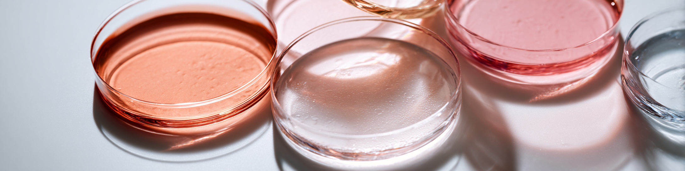 Bacteriological Petri dishes on a light background