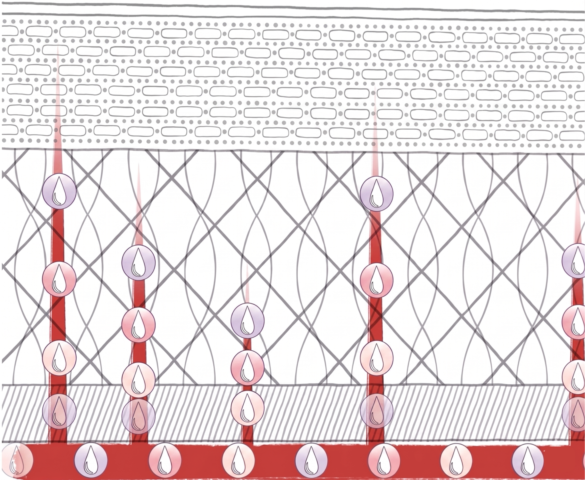 Anatomical diagram of the dermis – the skin – showing how NutriDerm Labs drops work from within by travelling from the bloodstream to the deepest layers of the skin.