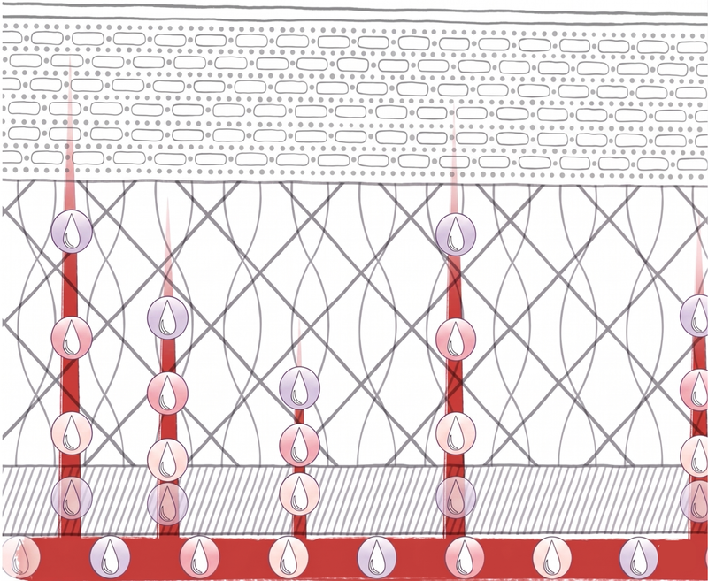 Anatomical diagram of the dermis – the skin – showing how NutriDerm Labs drops work from within by travelling from the bloodstream to the deepest layers of the skin.